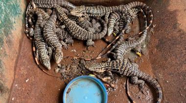 La Policía desarticuló una red de tráfico de fauna silvestre