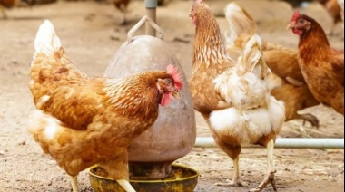 Gripe aviar: hay 23 casos en la Provincia