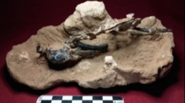 Increíble hallazgo de un fósil: es el más completo de Sudamérica