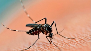 Salud recordó medidas de prevención frente al ascenso de casos de dengue