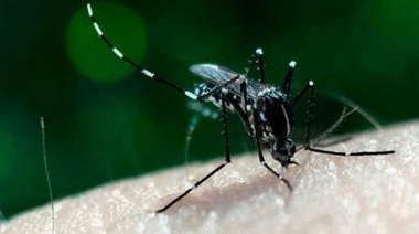 Ya son más de 500 mil los casos confirmados de dengue en la temporada