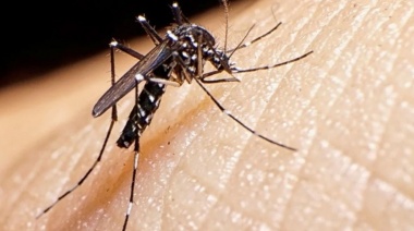 Dengue: Se registraron 280 muertes y más de 396 mil casos