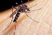 Dengue: Se registraron 280 muertes y más de 396 mil casos