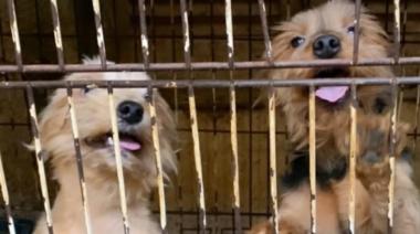 Rescataron más de 60 perros de un criadero ilegal