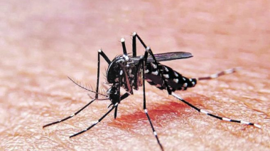 Aumentaron un 27,7% los contagios de dengue y chikungunya