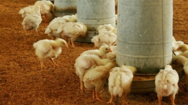 Ascienden a nueve los casos de influenza aviar en la Provincia