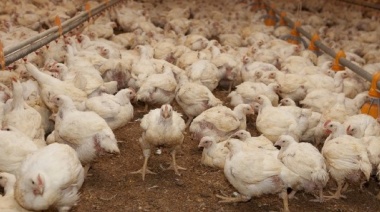 Anunciaron nuevos casos de influenza aviar en la Provincia