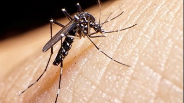 Confirmaron 80 casos de dengue en el Conurbano