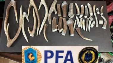 Secuestraron armas blancas confeccionadas con partes de animales en peligro de extinción