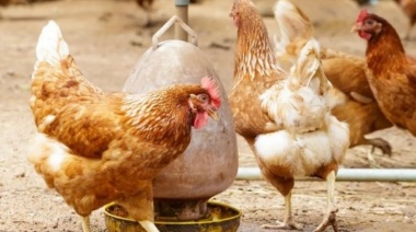 Argentina recuperó el estatus sanitario de ser un país libre de gripe aviar