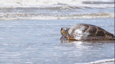 Liberaron a una tortuga que había quedado atrapada en una red de pesca