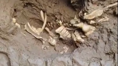 Encontraron restos de una familia de perezosos de más de 5 millones de años