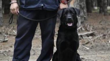 Un perro de  los Bomberos de Almirante Brown se suma a la búsqueda de loan
